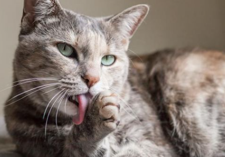 猫咪身上有虫子黑色的怎么办呢？