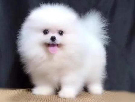 纯白博美狗狗多少钱一只