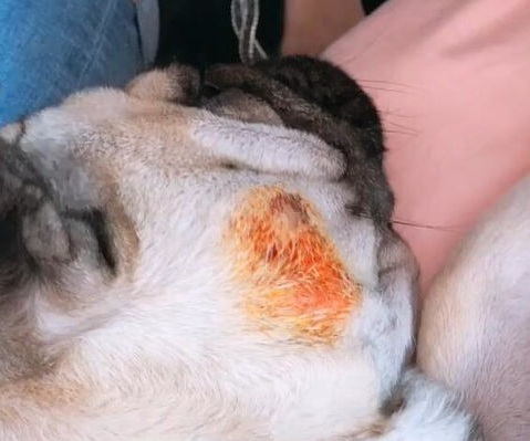狗狗打架咬伤了怎么办用什么药?