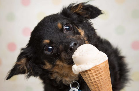 狗狗可以吃冰淇淋吗？正确的食物选择是关键