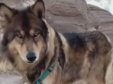 蓝湾牧羊犬能买到吗