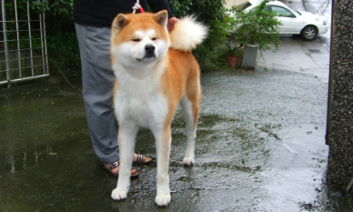 秋田犬正常能生几个小狗?秋田犬的毛色遗传 秋田犬正常能生几个小狗?秋田犬的毛色遗传
