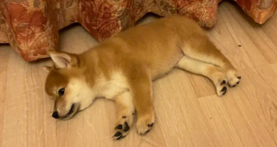 柴犬咬人怎么办？这招可以简单防止柴犬咬人！