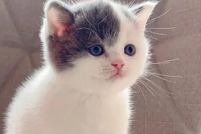 净梵是什么颜色的猫