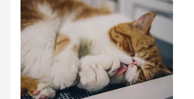 猫咪嘴巴臭臭的怎么办？猫咪嘴巴臭臭的怎么办吃什么药？