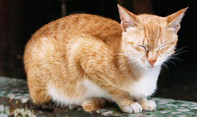 流浪猫生病了怎么办？