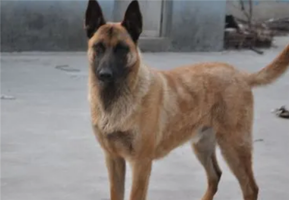 马犬性格怎么样？