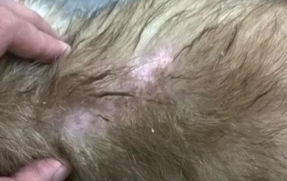 狗得了皮肤病怎么办以及注意事项 狗得了皮肤病怎么办以及注意事项