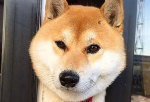 柴犬为什么不喜欢叫？柴犬的有点还有哪些？