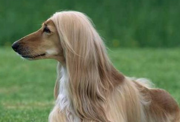 阿富汗猎犬多少钱一只