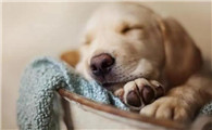 狗狗感冒怎么治