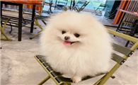 养狗需要准备什么手续