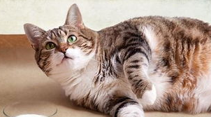 猫咪发烧怎么办?怎样退烧快? 猫咪发烧怎么办?怎样退烧快?
