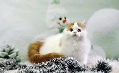 猫咪膀胱炎尿不出来怎么办？