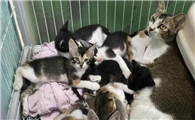 深圳猫网领养中心怎么样