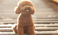 泰迪幼犬吃撑了有哪些症状