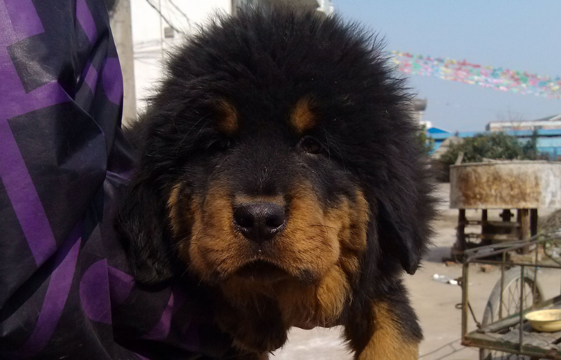 藏獒幼犬200元出售 藏獒幼犬200元出售