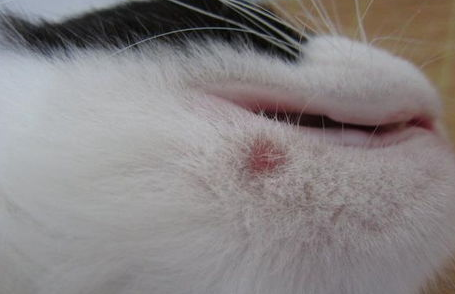 猫咪真菌感染怎么办？怎么解决？