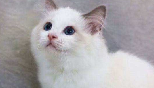 布偶猫咬人要打针吗?被布偶猫咬伤这样操作最科学! 布偶猫咬人要打针吗?被布偶猫咬伤这样操作最科学!