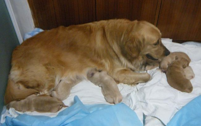 产后母犬的护理要点？主人也要做好充分的了解