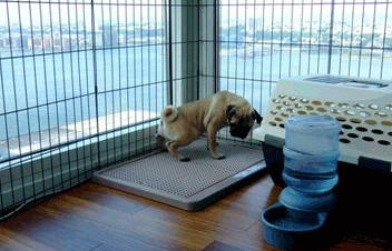 怎么样教狗记住在卫生间上厕所? 怎么样教狗记住在卫生间上厕所?