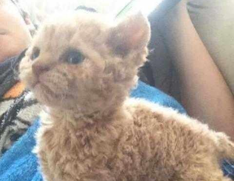 猫咪生下一只怪猫,主人怀疑隔壁泰迪捣鬼,结果有人花2万买它 猫咪生下一只怪猫,主人怀疑隔壁泰迪捣鬼,结果有人花2万买它