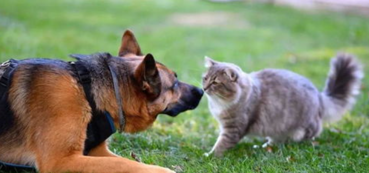 猫怕狗吗怎么办?猫怕狗? 猫怕狗吗怎么办?猫怕狗?