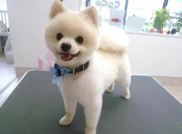 博美小型犬多少钱一只 博美小型犬多少钱一只