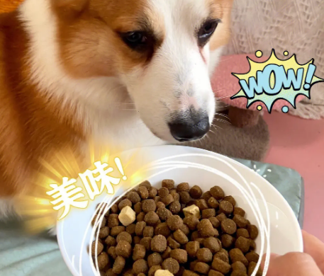 赛季柯基狗粮怎么喂 赛季柯基狗粮怎么喂