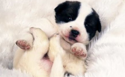 狗狗钩虫病有什么症状？狗狗钩虫病症状治疗！