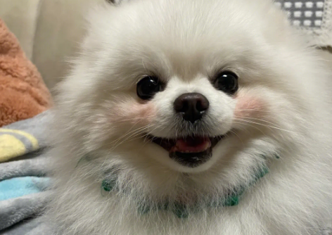博美犬支气管炎吃什么药最好 博美犬支气管炎吃什么药最好