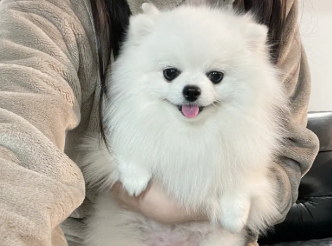 博美最大能长多大体重