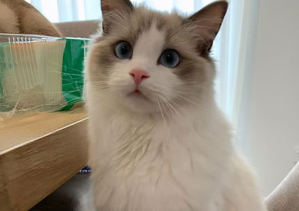 布偶猫挑食怎么办？来get下吧