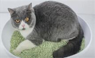 猫咪为什么会猫砂盆拉屎