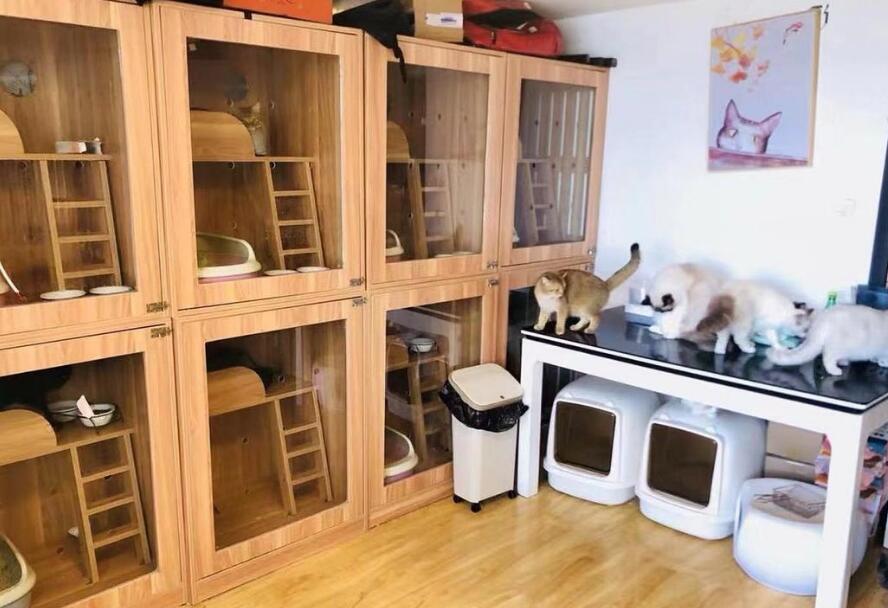 沈阳宠物店寄养宠物多少钱一天