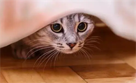 猫应激反应会持续多久呢