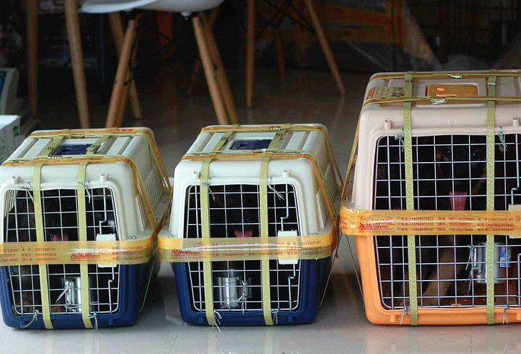 宠物活体托运多少钱