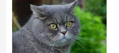 猫换毛季节怎么办？宠物猫换毛季节？