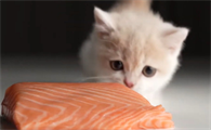 猫护食怎么办?猫护食有什么影响?