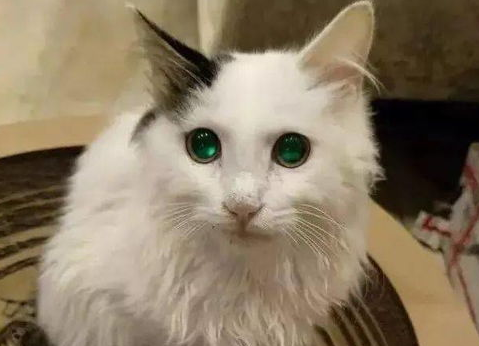 猫不听话,开始虐猫怎么办? 猫不听话,开始虐猫怎么办?