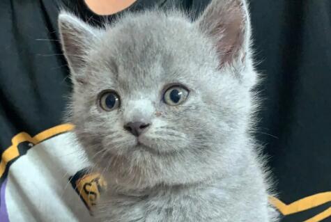 蓝猫吃了猫砂会怎么样啊 蓝猫吃了猫砂会怎么样啊