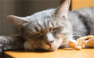 猫咪呼噜叫因为什么声音