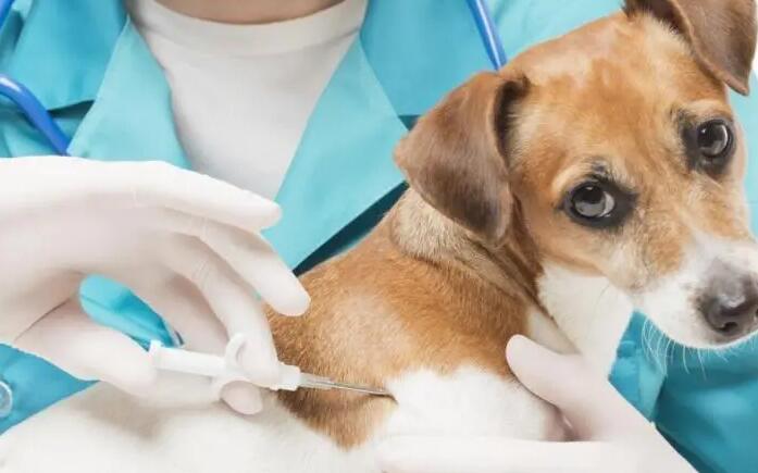 狂犬疫苗有效期与接种的对象 狂犬疫苗有效期与接种的对象