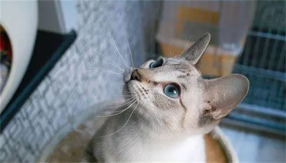 暹罗猫咬电线的原因有哪些？