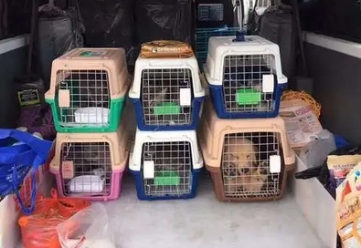 宠宠乐托运贵吗