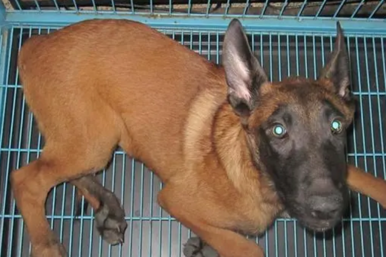 马犬细小初期症状有哪些