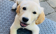 金毛犬产后应注意什么事项