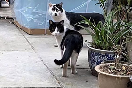 奶牛猫辟邪还是招邪