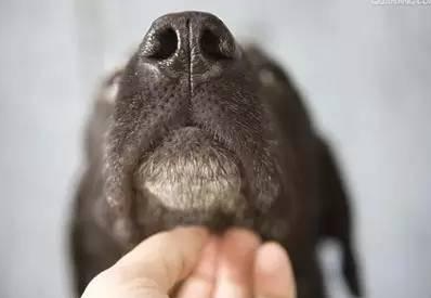 狗狗长痘痘怎么办？狗狗长痘的治疗
