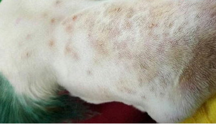 犬顽固性皮肤病